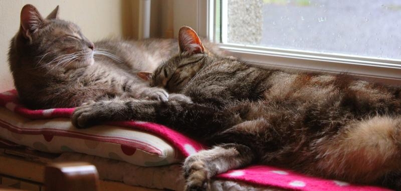 Alma trouve ça un peu froid pour les pattounes.... elle a rejoint Tchô sur son radiateur.