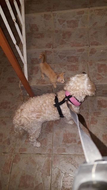 cette petite suivait Rouky depuis quelques jours. Notre véto l'a faite adoptée.<br />ensuite il y a eu deux autres petites? Grisette et Chance.