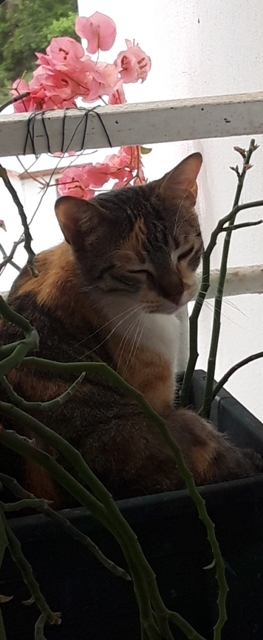 cette plante comme moi se sent bien seule.<br />Bella ne l'a jamais abimée, elle s'y glissait