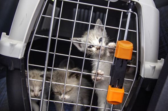 Chats sauvés de la maltraitance