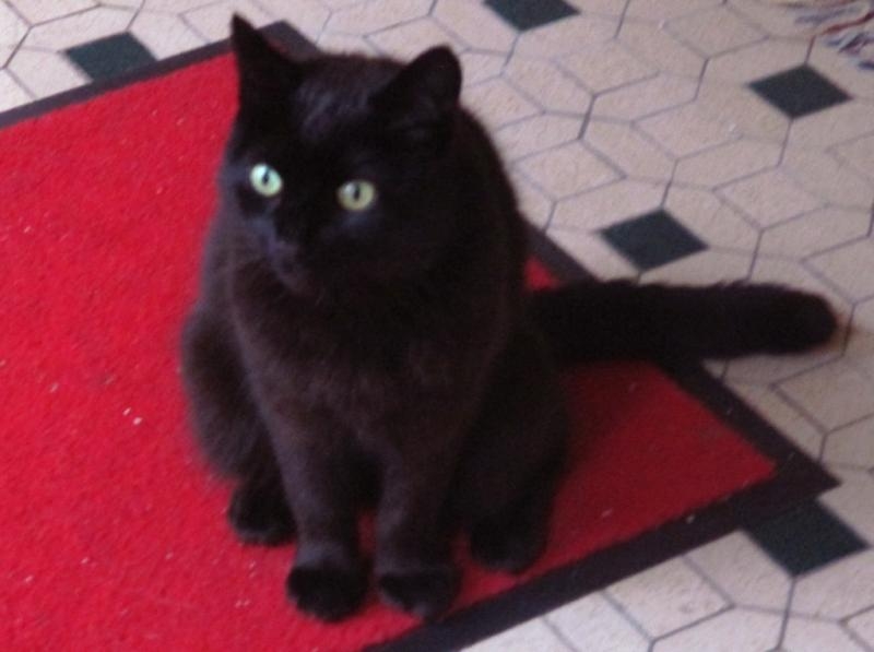 Chiquito douloureusement étonné qu'il soit revenu...