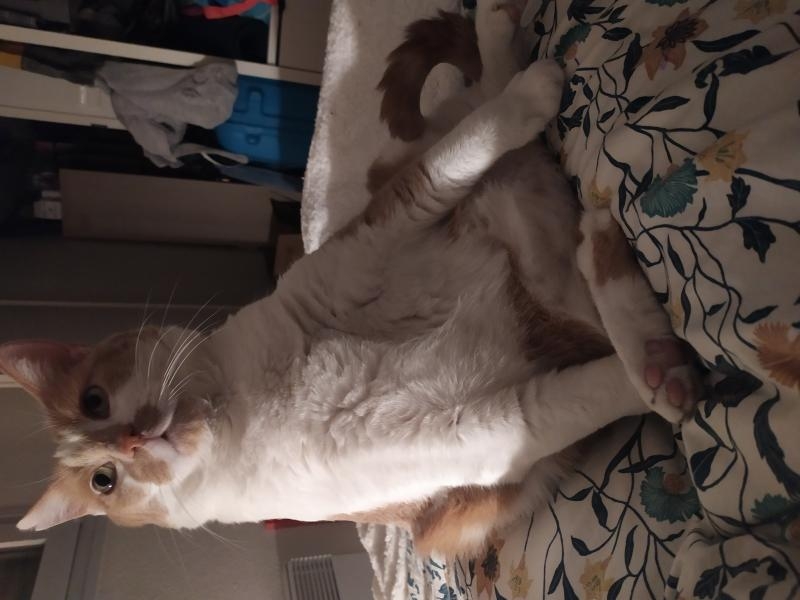 Comment ça je suis gros ?!