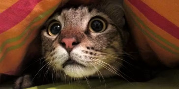 Comment se comporter avec votre chat pendant un orage ?