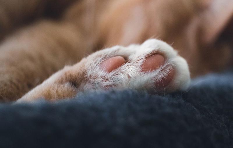 Coussinets d'un chat