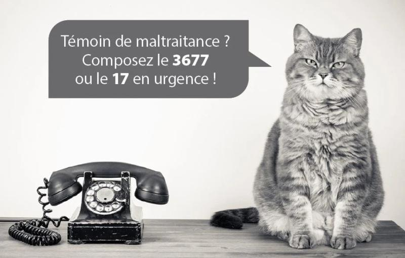 Dénoncez la maltraitance animale