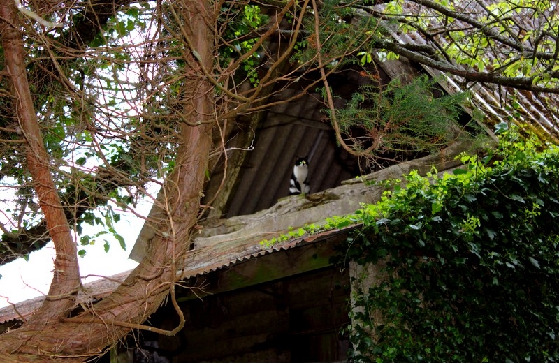 Depuis quelques jours il ou elle rôde autour de la maison...