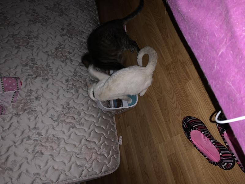 eh oh c’est MA gamelle