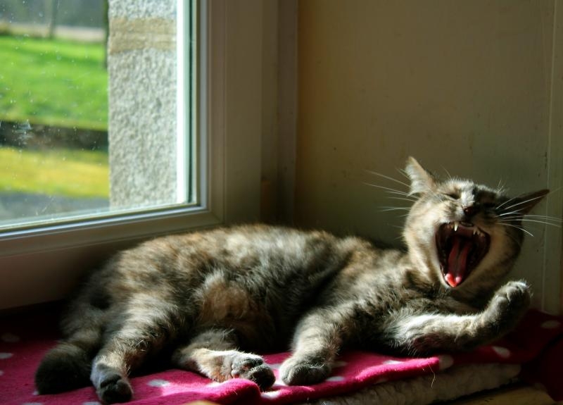 Ennui hivernal, interprêté par Alma