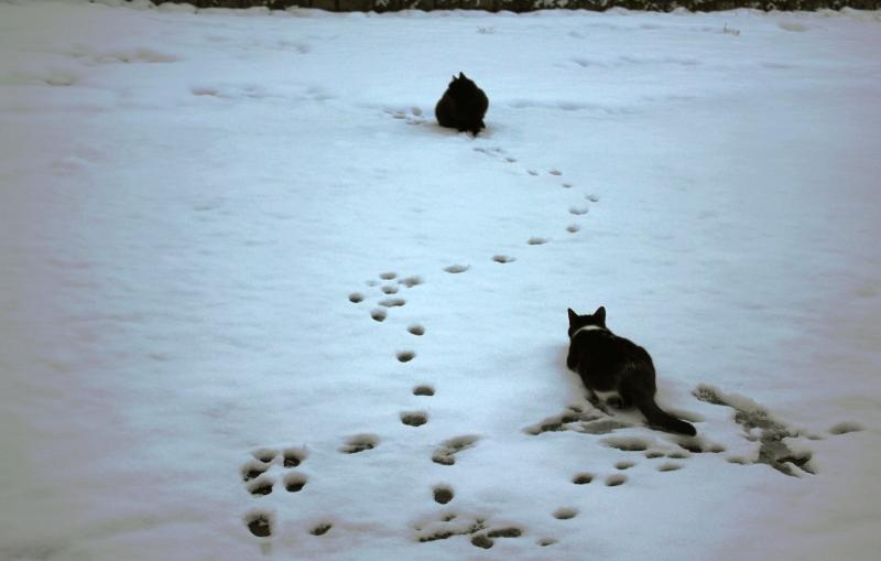 Et puis, la neige!... La première pour Mimoun, un peu méfiant!