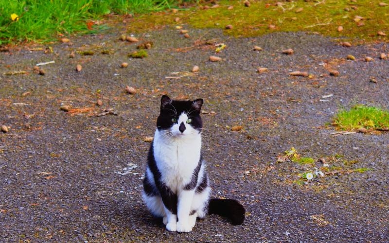 Hier soir, à 3 mètres de la porte d'entrée !......