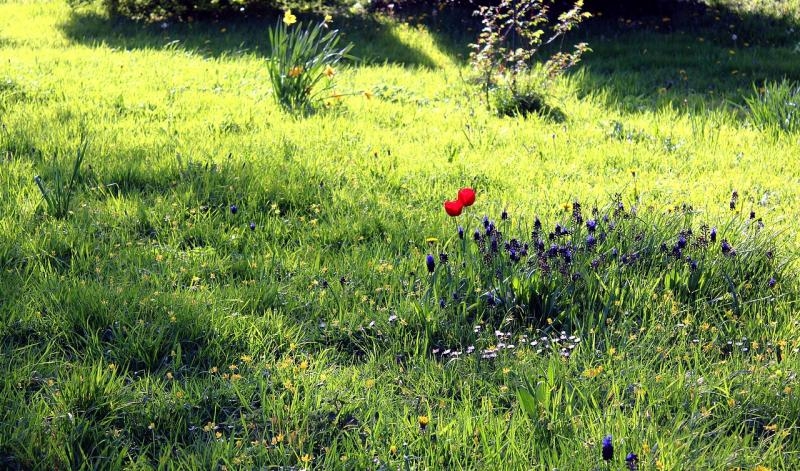 il a fallu attendre avril pour que l'ambiance soit un peu plus gaie ! ... et la cour fleurie :)