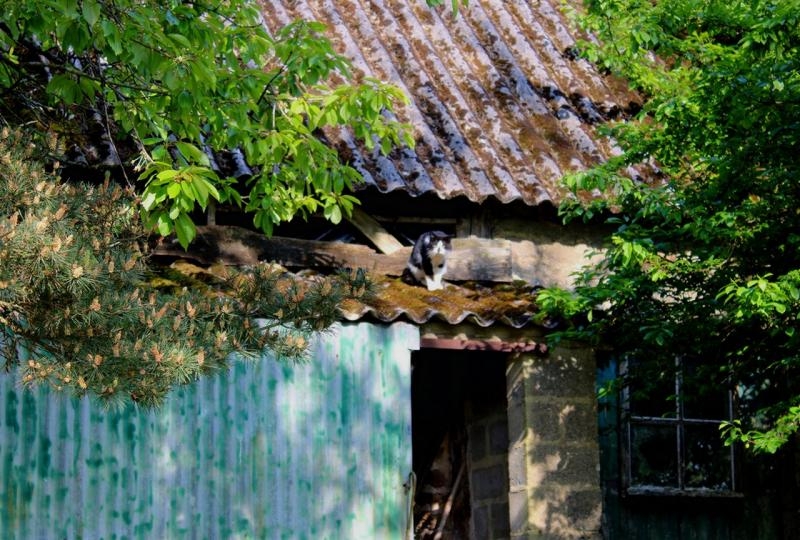 Il vient parfois me regarder quand par miracle (ni pluie, ni vent, ni trop froid...) je me pose dehors.