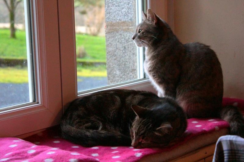 Ils n'aiment ni la pluie, ni le vent !<br />... et ça dure ! Ils s'agacent...