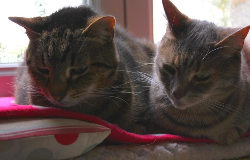 Ils sont au bord de la déprime, là !