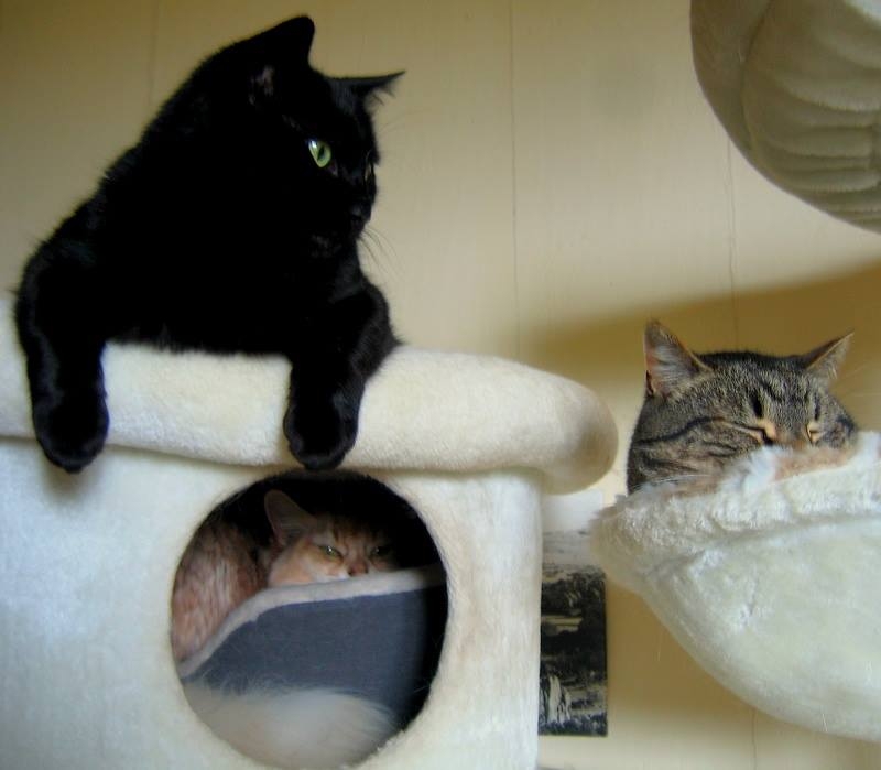 arbre Natural Paradise.jpg