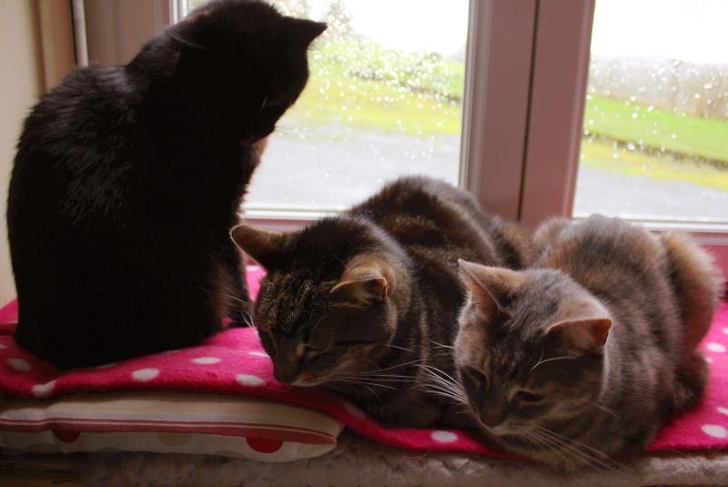 Janvier 2024 017.JPG