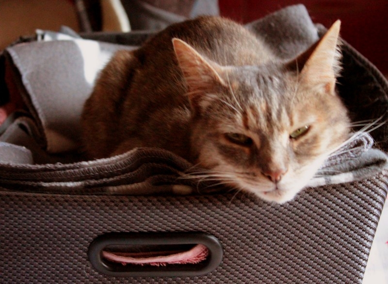 Janvier 2024 011.JPG