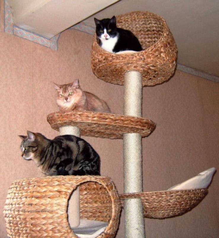 Arbre à chats 1.jpg