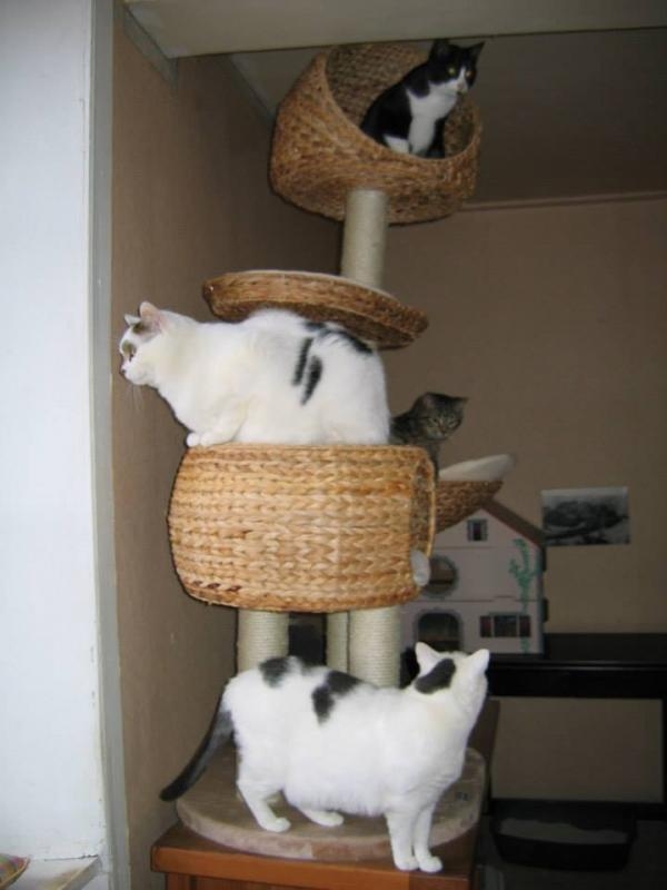 Arbre à chats 2.jpg
