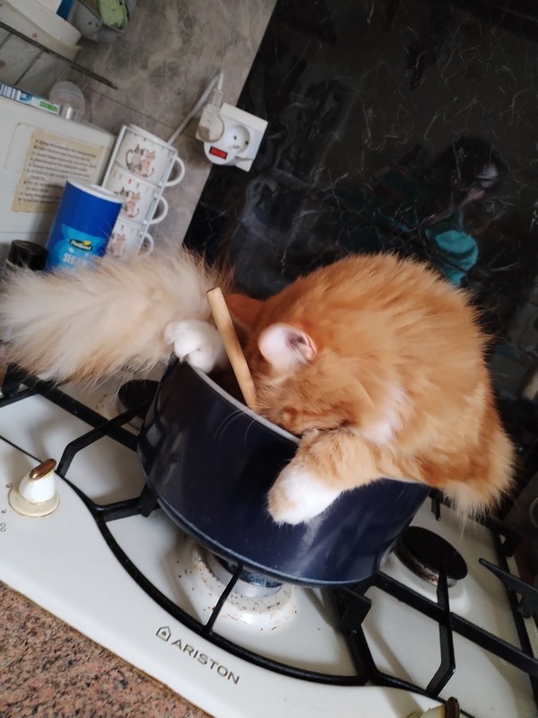 Le King - Yacapu.jpeg