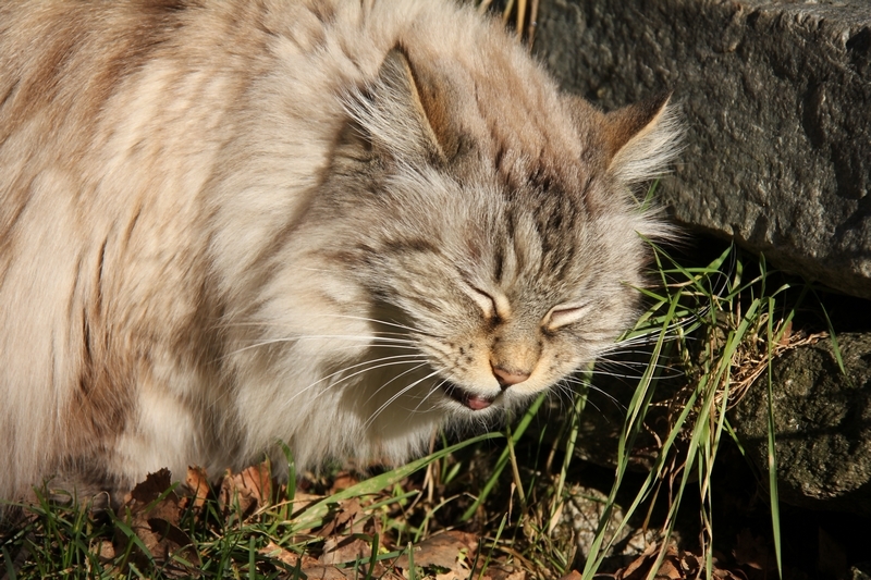 Albane 01 2020 f.JPG