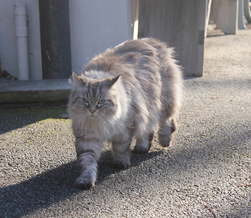 Albane 01 2020 h.JPG