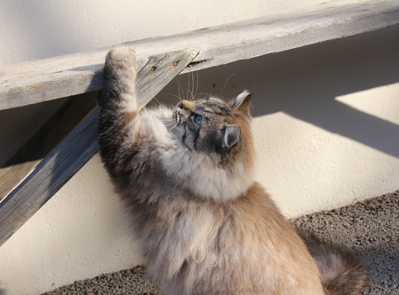 Clarence 01 2020 a.JPG