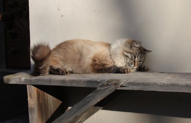 Clarence 01 2020 b.JPG