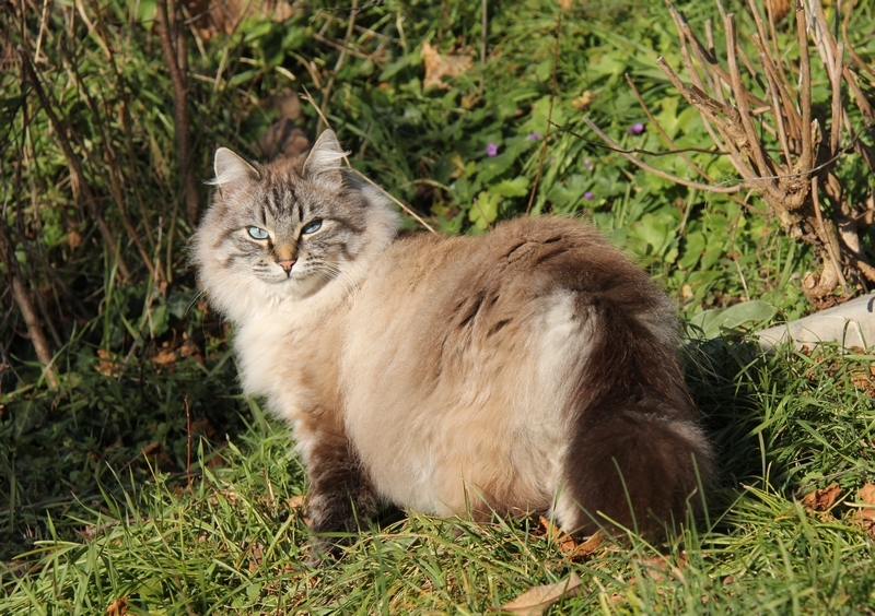 Clarence 01 2020 c.JPG