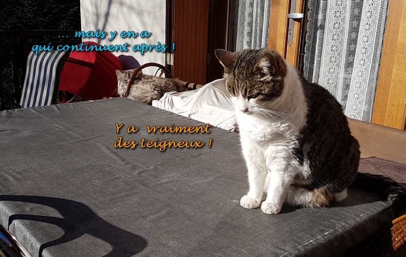 Mistral Albane 01 2020 c.jpg