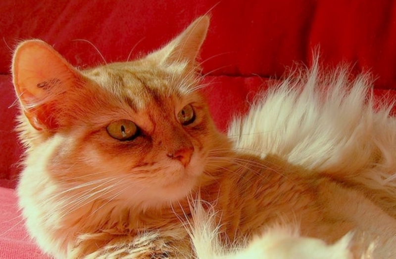 Vanille + LiliDG.jpg