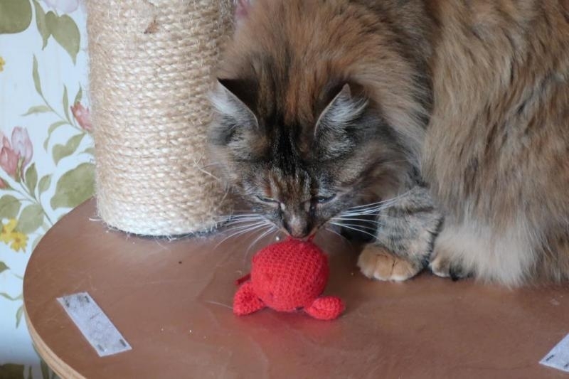 Paillettes + Dominos.JPG