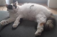 frimousse 200 cou.jpg