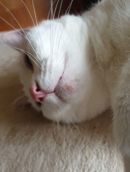 menton marlyerecred.jpg