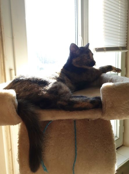 Mira arbre à chat red.jpg