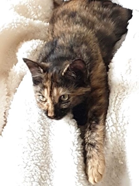 mira prédateurredrec.jpg