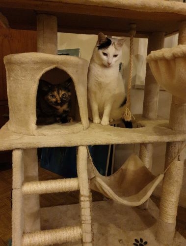 arbre à chat 2401red.jpg