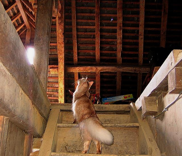 Vanille déccouvre le grenier.jpg