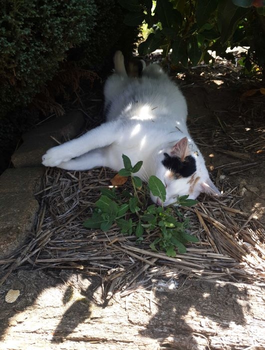 Marlye sieste red.jpg