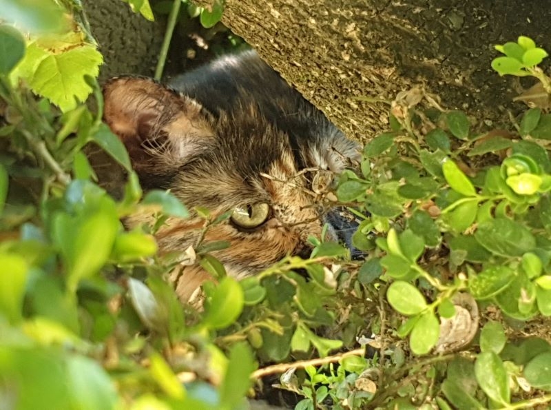 catus poupettus red.jpg