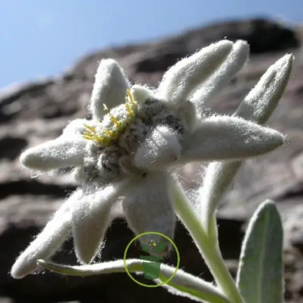 edelweiss-des-alpes-400-graines.jpg
