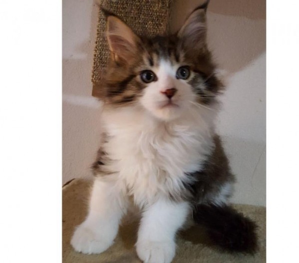 male Brown tabby et blanc.jpg