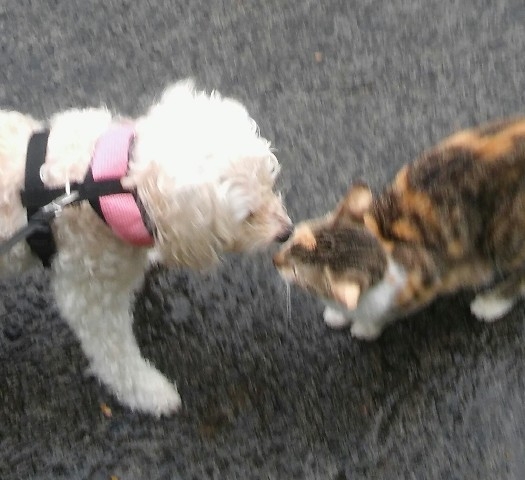 les premières rencontres