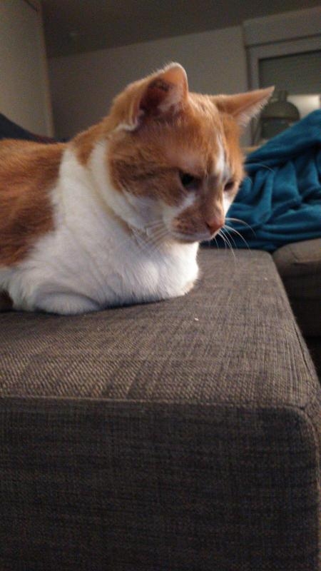 Mais où sont les pattes ?!