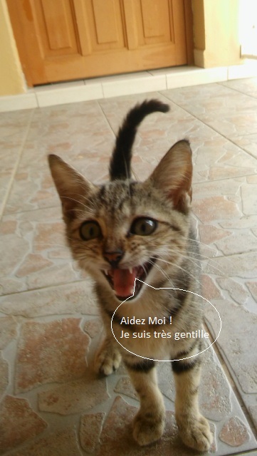 photo de Chance que ma femme avait mise sur différents sites, en 2 jour elle fût adoptée. Bella ne la supportait pas ni ensuite Grisette d'ailleurs. J'avais d'ailleurs demandé des conseils à l'époque sur le site.