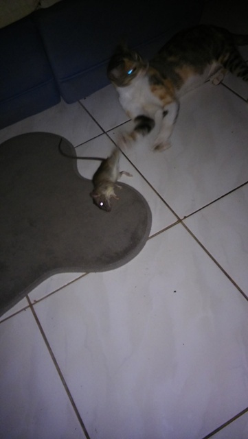 Pourquoi m'offrir des jouets alors qu'il y en a dehors?