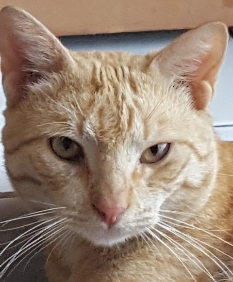 Rouky, il était nourri par les 6 locataires, puis repartait vivre sa vie de mâle. Il n'a jamais voulu rentrer.