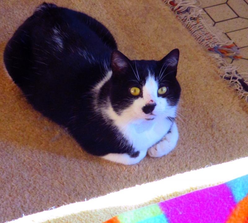 Tu me redonnerais un peu à manger ?...