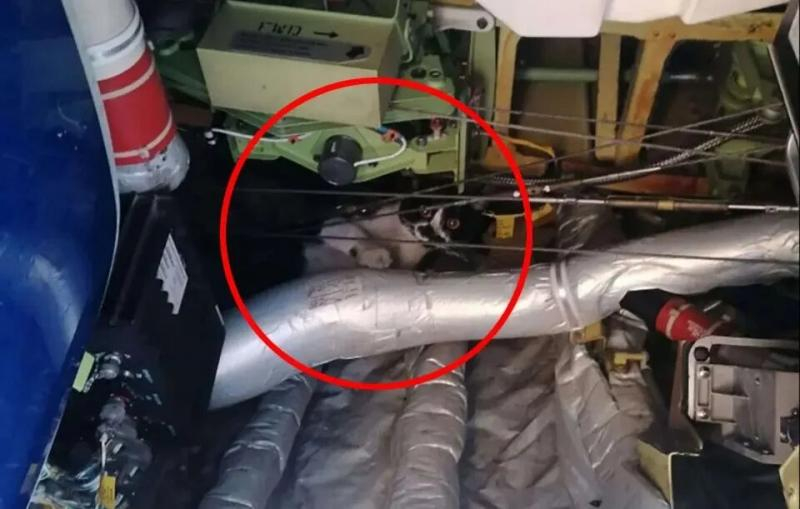 Un chat s'invite dans un avion