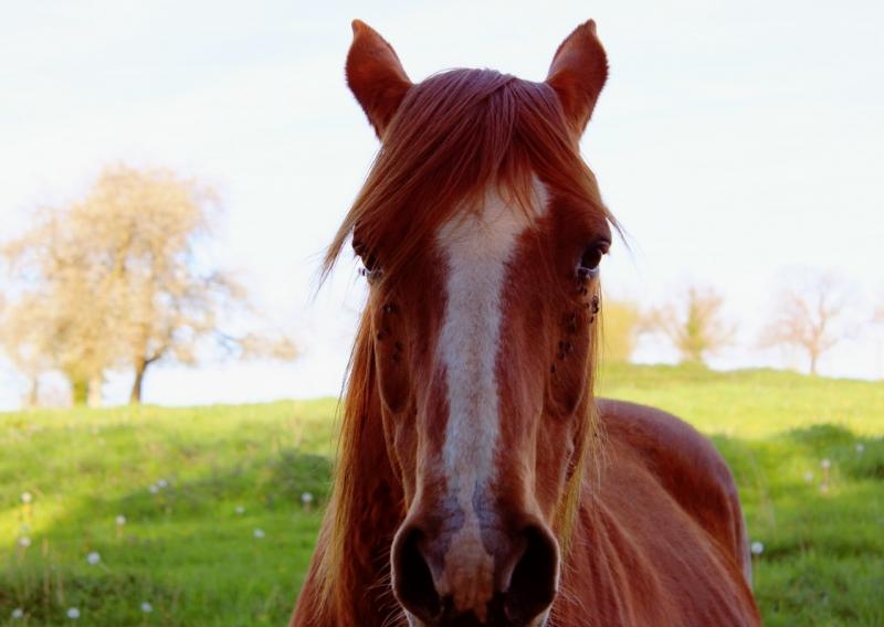Un nouveau cheval a remplacé Troïka pour qui l'herbe est un peu trop nourrissante en ce printemps ! Il s'appelle Little Big Horn et il a 25 ans - ce fut un grand champion, à présent il se repose...